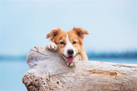 pend oreille pet lodge|Pet Lodge Services — Pend Oreille Veterinary Services.